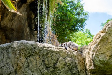 Lemurlar, Madagaskar 'a özgü Strepsirrhini' nin alt sınırının primat altyapısıdır..