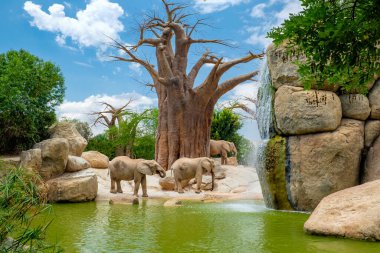 Groups of elephants drink in a water source near a large tree clipart