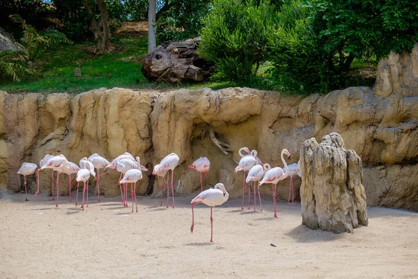 Flamingos are a type of wading bird in the family Phoenicopteridae, the only family in the order Phoenicopteriformes.