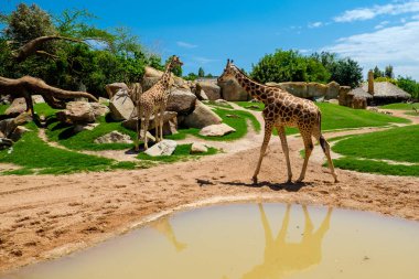Zürafa, dört türün ait olduğu bir Afrika artiodactyl memelisi cinsidir; yaşayan en uzun kara hayvanının yanı sıra en büyük ruminant türüdür. En çarpıcı özellikleri son derece uzun boyun ve bacaklardır, boynuz benzeri osikal.