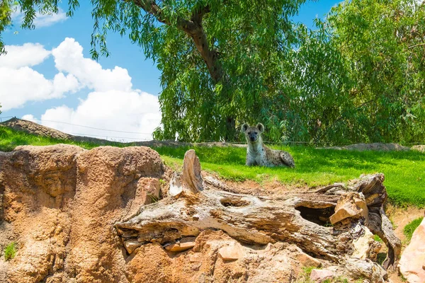 Hyeniden Zijn Een Familie Van Vleesetende Zoogdieren — Stockfoto