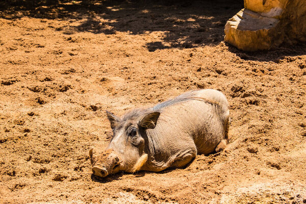 African swine with tusks chilling out