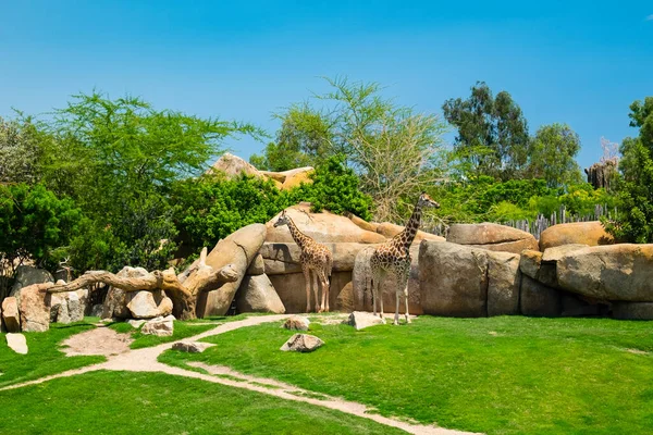 Zürafa, dört türün ait olduğu bir Afrika artiodactyl memelisi cinsidir; yaşayan en uzun kara hayvanının yanı sıra en büyük ruminant türüdür. En çarpıcı özellikleri son derece uzun boyun ve bacaklardır, boynuz benzeri osikal.