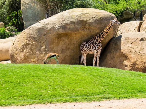 Antelope Sfiora Erba Vicino Una Giraffa Vicino Alle Rocce — Foto Stock