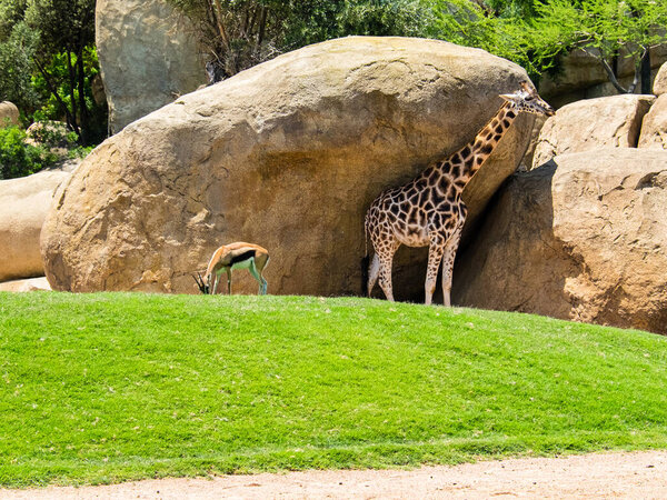 Antelope grazes the grass near a giraffe near the rocks