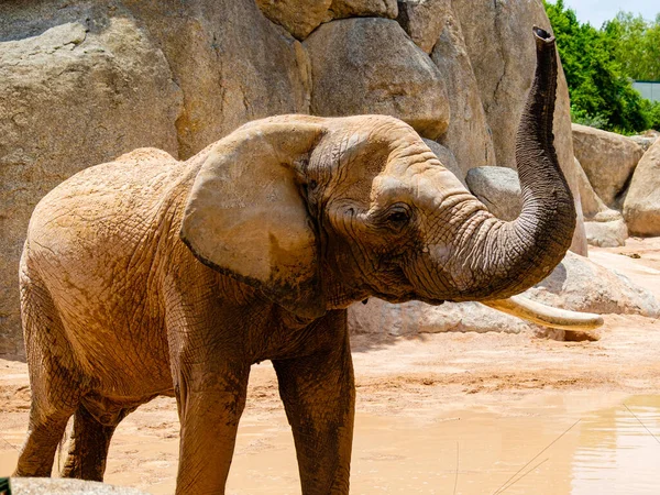 The African savannah elephant is one of the three representatives of the Elephantine family, the only survivor of the Proboscidati order. In addition to the Indian elephant, this family also includes the African forest elephant