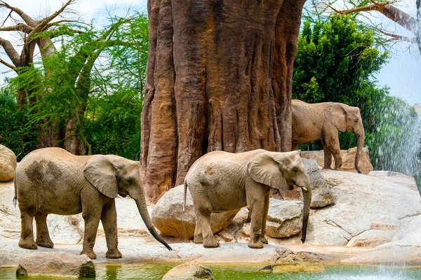 Der Afrikanische Savannenelefant Ist Einer Der Drei Vertreter Der Familie — Stockfoto
