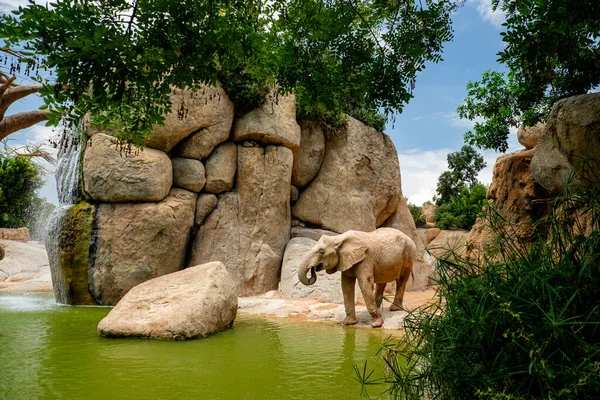 アフリカのサバンナゾウは プロボシダティの注文の唯一の生存者である象科の3人の代表の1人です インドゾウの他にアフリカの森象もいる ストック画像