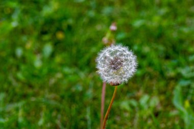 Duş başlığı, her yerde kendiliğinden büyüyen ılıman iklimlerin tipik bir iklimi olan uzun ömürlü bir çiçektir. Duş başlığına karahindiba da denir..