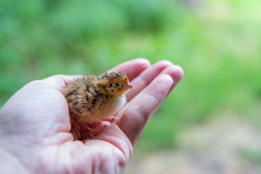 Avucundaki yeni doğmuş bıldırcın yavrusu