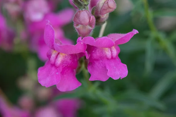 The snapdragon is a flowering plant that is easily grown in a pot on the balcony. It is loved by fans for its splendid flowering and is also known as a wolf\'s mouth.
