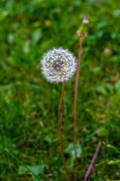 Der Duschkopf Ist Eine Mehrjährige Blume Typisch Für Gemäßigte Klimazonen — Stockfoto
