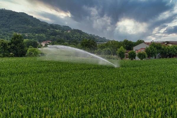 Irrigação Campo Milho Perto Fazenda — Fotografia de Stock