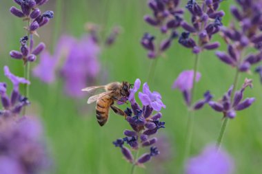 Lavanta tarlasında, çiçekli arı