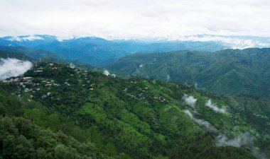 Koyu arkaplanda yeşil yonca yaprağı.
