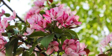 İlkbaharda gökyüzünde pembe çiçeklerle çiçek açan elma ağacı. Bahar doğası. yatay