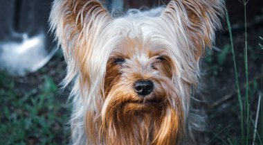 Yorkshire Teriyeri rüyasında gözlerini kapatıp sokakta oturuyordu..