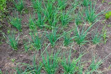 Baharda bahçedeki bir yatakta taze soğan sevok. Allium. Yakın çekim, seçici çekim .