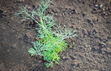 Bahçe yatağında küçük yeşil, taze bir dereotu çalısı yetişiyor. Yakın çekim, seçici odaklanma.