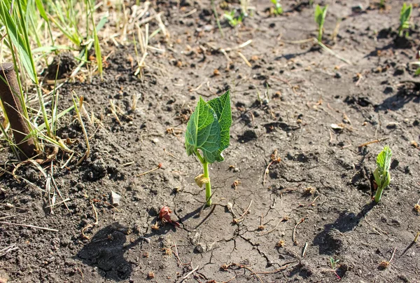 Unga Bönplantor Trädgården Sängen Våren Solljuset Trädgårdsperiod — Stockfoto