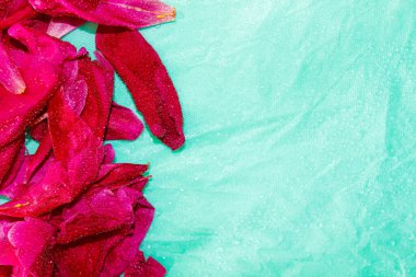 Turkuaz bir arka planda kırmızı şakayık yaprağı sınırı. Trend. Metin için boşluk.