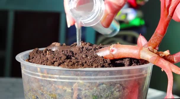 用塑料瓶给移植的室内植物浇水 — 图库视频影像