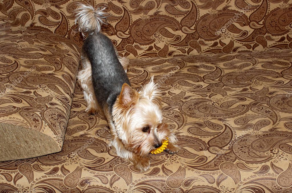 Un Yorkshire Terrier juega en casa en el sofá con una bola amarilla