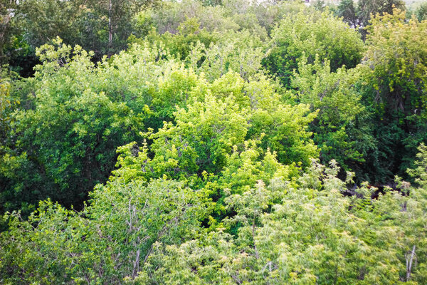 Different trees in the Park with green leaves. Landscape, view from the top.