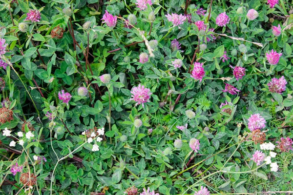 Background Blooming Pink Flowers Clover Close Top View — Stock Photo, Image