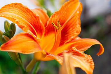 Çiçek tarhında kocaman bir portakal çiçeği. Yakın çekim, seçici çekim.