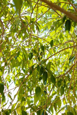 Güneşli havalarda bir ağacın yeşil yaprakları. Dikey çerçeve.