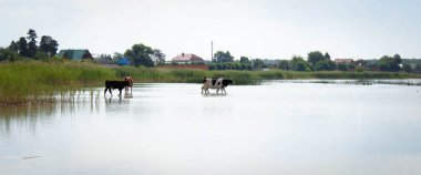 Köydeki iki inek gölde suyun üzerinde yürür. Yatay çerçeve. Kırsal alan.