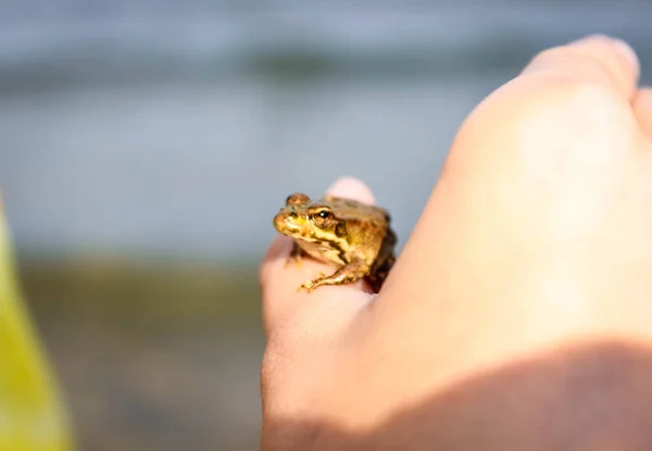 A small striped frog sits on a finger.