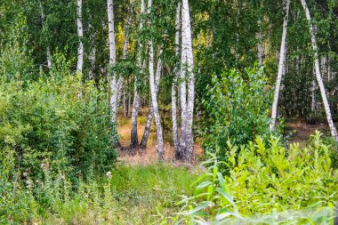 Birch korusu yazın, gündüz vakti, gün ışığında. Peyzaj.