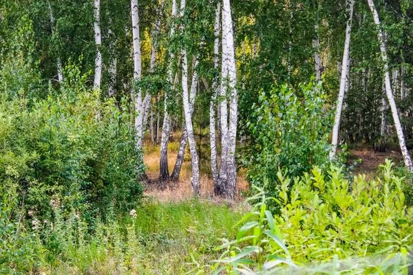 Birch korusu yazın, gündüz vakti, gün ışığında. Peyzaj.
