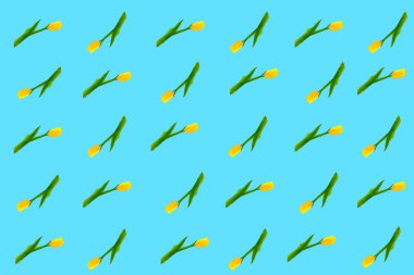 İzole edilmiş sarı lalelerin rastgele dizilişi. Mavi arkaplan, baskılar.