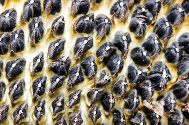 Olgun bir ayçiçeğinin içindeki tohumlar. Makro.