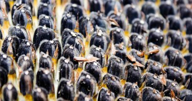 Siyah ayçiçeği tohumları. Olgun bir ayçiçeğinin içindeki tohumlar. Makro, seçici çekim, yatay çerçeve.