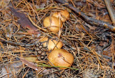 Çam ormanlarında iğneler ve koniler arasında birkaç mantar yetişir. Kapat..