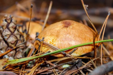 Çam ormanlarında, iğne ve kozalakların arasında birçok mantar yetişir. Yakın çekim, seçici çekim.