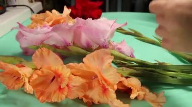 Kadınların elleri Gladiolus 'un bir dalından solmuş çiçekleri koparır. Yakın çekim, seçici odaklanma.
