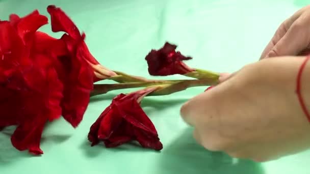 Kvinnors Händer Plockar Vissna Blommor Från Gren Gladiolus Närbild Selektiv — Stockvideo