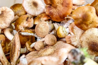 Opyat 'ın yenilebilir mantarlarından topladım. Armillaria 'da. Yakın çekim, seçici çekim.