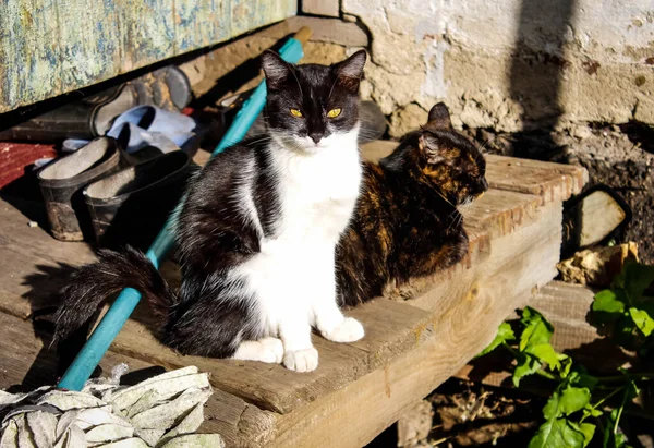 Dvě Vesnické Kočky Verandě Slunci Zavřít — Stock fotografie