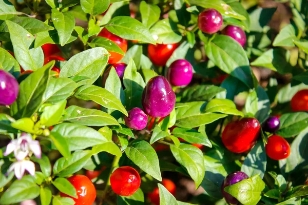 Bahçede kırmızı biber çalıların üzerinde. Yakın çekim, seçici odaklanma.