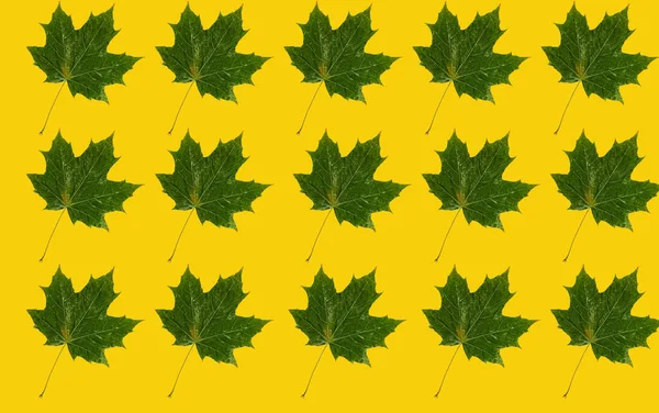 Pattern Green Maple Leaf Yellow Background Patterns Prints Templates — Stock Photo, Image