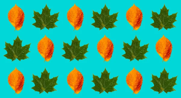 Pattern Green Yellow Leaves Shadow Blue Background Prints Templates — Stock Photo, Image