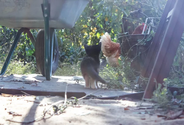 Een Klein Katje Straat Tuin Kijkend Naar Een Kip Algemeen — Stockfoto