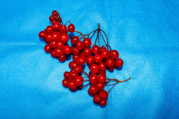 Ramo Bayas Viburnum Rojas Maduras Sobre Fondo Tela Azul Primer —  Fotos de Stock