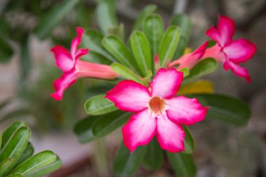 Parlak kırmızı açelya çiçekleri saksıya yerleştirilmiş yumuşak odak / Görüntü arkaplanı